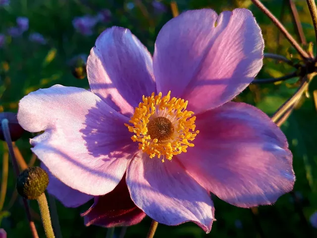 Thumbnail: Anemone Handwoven Textile Art