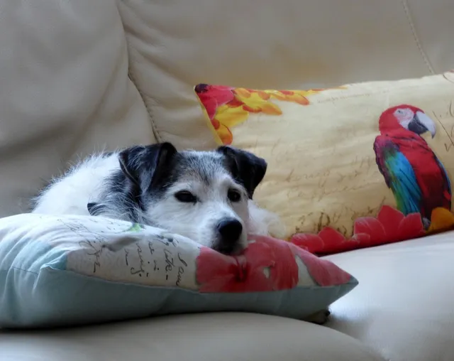 Thumbnail: Alapad cushion cover