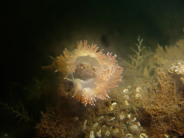 Thumbnail: Nudibranch Handwoven Textile Art