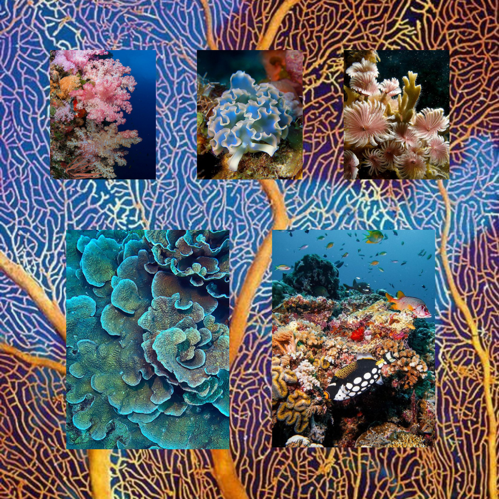 Thumbnail: Tubbataha cushion cover