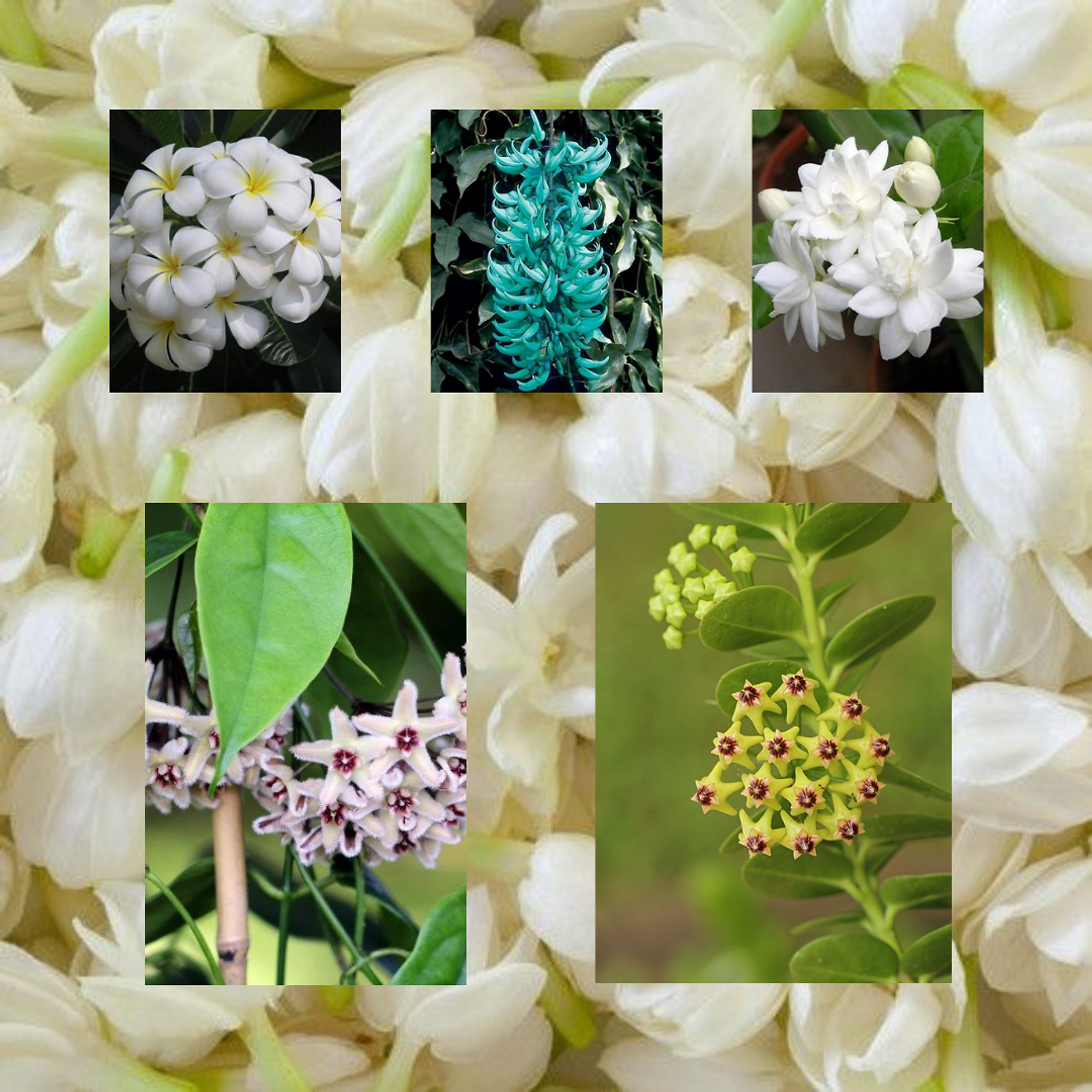 Thumbnail: Hoya Placemats